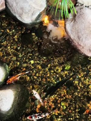 View from above ✈️  #iowawaterscapes #justaddwateria #iowa #desmoines #waterfall #pond #outdoorliving #landscaping #waterscape #aquascape #fountain #koipond #waterfeature 