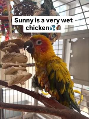 My brother Sunny🦜Sure is a wet chicken😆💦🐔💕Feel my love everyday - get my Symagirl merch today! I have adult and kids Ts, hoodies and mugs! LINK IN BIO! Scroll when you’re there to find more of your favorite Symagear! #symontheafricangreyparrot #talkingparrot #babyparrot #congoafricangrey #africangrey #africangreyparrot #parrotsofinstagram #africanparrot #petsofinstagram #birds #cag #talkingbird #crazybird#birdsofinstagram #sillybird #parrots #pets #redbuttchicken #funnyparrot  #crazyparrot #smartbird #happyparrot #talkingbird #sunny #sunconure #loudparrot #africangreyparrot #parrots #africangrey #parrot #parrotsofinstagram #bird #parrotlife #birds #amazonparrot #greyparrot #parrotlover #parrotlovers #birdsofinstagram #parrotlove #africangreyparrots #birdlife #parrotgram #talkingparrot #lovebirdlovers #ヨウム #birdphotography #macaw #africangreysofinstagram #parrotsofig #macawsofinstagram #cockatoo #birdstagram #lovebirds #pets #instabird