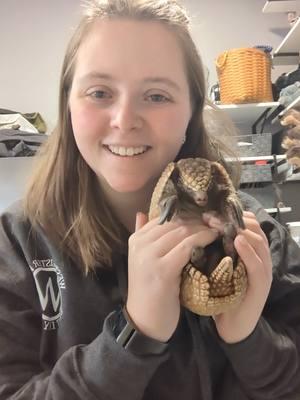 Interrupting your feed with Johnny Cashew, everyone's favorite baby armadillo!  #WestmeisterFarm #BestDayEver #Ohio #ShelbyOhio #Armadillo #ExoticAnimalFarm #JohnnyCashew #ExoticAnimalEncounter #SmallBusiness 