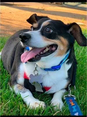 I miss you my sweet baby boy 💔🥺 love you forever Rocky 🐼🐶 #fyp #sherniheer #california  #puppytiktok #puppyheaven 