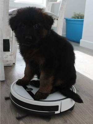 Just a pup on a mission to help keep the house spotless! 🐾🧹 Who needs a cleaning crew when you’ve got a determined helper like this?#PupOnAMission #CleanHouseGoals #HughstonGermanShepherds #GermanShepherdPuppies #WGSLGermanShepherds #GermanShepherdLife #longcoatgsd #longcoatgermanshepherd #GermanShepherdPuppy #gsd #gsdpuppy #CapCut 