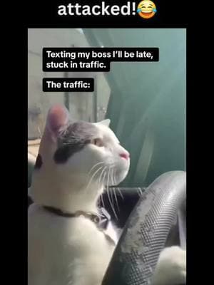 Stuck in traffic. #drivingcat #catdriving #catmemes #fyp #fyp> #CapCut #relatable #Starbucks