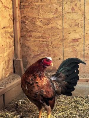 This years brood sweater hennie #gamefowl #washingtongamefowl #pnw #gallosfinos💯 #gallosmexicanos🇲🇽 #americangamefowl #oregon #sabongislife🐓 #galleros #gallosdeprimernivel #gallerosdecorazon #washington #hennie #gallinas #gallero 