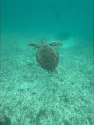 I love doing life with you ♥️ #mexico #akumal #vacation #secretsakumal #cancun #baecation #seaturtle 