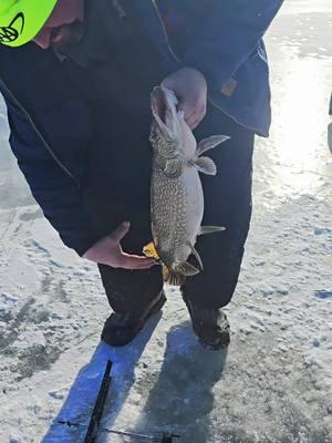 Northern Pike Going Back to live another Day.. #fyp #wisco3 #hardwater #hardwaterfishing #pikefishing #pike #Northernpike #fishing @R2thecrook 