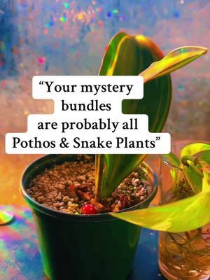 🪴💕✌🏼 Mystery Plant Bundles - Pet Safe Plant Option ✌🏼💕🪴 #plantshop #mysterybox #houseplants #maranta #stringoffishhooks #tradescantia #goldfishplant #plantmom #plantdaddy #PlantTok #pothos #snakeplant 