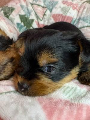 Puppies make everything a little better #tiktokyorkies #yorkies #foryou #foryoupage #fyp #fypシ゚viral #puppies #puppy #cute #pretty #beautiful #