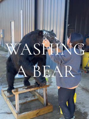 After this guy gets some finish work & painted, he will be ready to go on his base yall saw earlier this week! 🐻  . . #fyp #creatorsearchinsights #trending #taxidermytiktok #taxidermy #girlswhohunt #hunting #blackbear #habitatbase #nctaxidermy #taxidermylife  