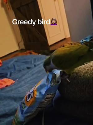 #Tequila #smartbird #greedy #mybird #birdsoftiktok #ranch #chips #saturday #watchtillend 