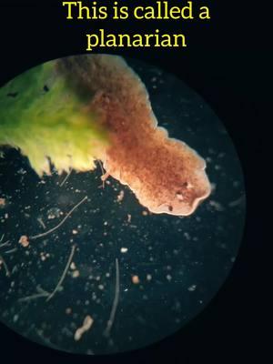 WHAT is bro yapping about - posted by Mikecroscope’s Edgy Social media manager, Stephen. Jk it’s me I don’t have that money rent is expensive #science #microscope #planaria #microbio #microbiology #microorganisms #learn #sciencecommunication #mikecroscope 