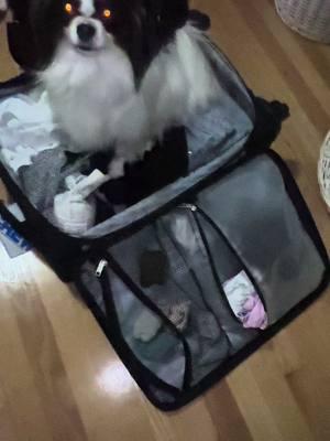 #pack #bag #luggage #travel #boyfriend #house #friend #weekendtrip #papillon #papillons #papillonsoftiktok #dogsoftiktok #perritos #fyp #maleta #viaje 