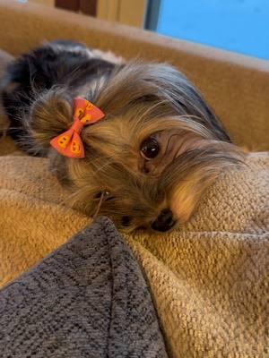 POV Lulu #tiktokyorkies #yorkies #foryou #foryoupage #fyp #fypシ゚viral #puppies #puppy #cute #cute #pretty #beautiful #funny #fy #f #dogs 