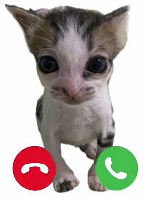 Answer or else… #phonecall #phone #ringing #pickup #facetime #call #fyp #cat #foryoupage 