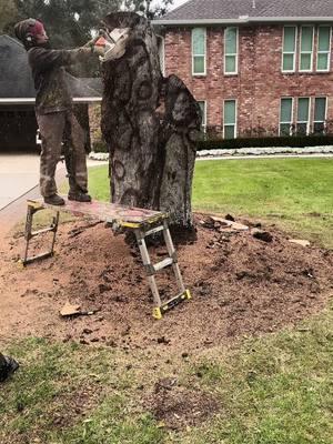 New sunflower carving with St. Frances from a dead oak stump#texas #art #artist #foryourpage #fyp #foryou #cute #titok #chainsaw #woodart #statue #stihl #wood #arttok #carve #stihlchainsaw #tree #sunflower #st #frances #hawk #squirrel #raccoon 