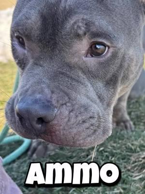 Seriously the cutest low rider nugget ever ! He’s still awaiting his neuter appt but is available for pre-adoption. @clermontcoanimalshelter  Batavia Ohio #ammo #shelterdog #rescuedog #lowrider #meatball #animalwelfare #rescuedogsoftiktok #adoptdontshop #shelterdogsrock #pocketbully #pocketpitty #saveashelterdog 