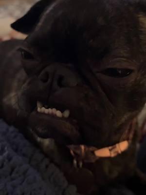 I swear she’s some kind of special #pug #frenchie #boston #mutt #teef 