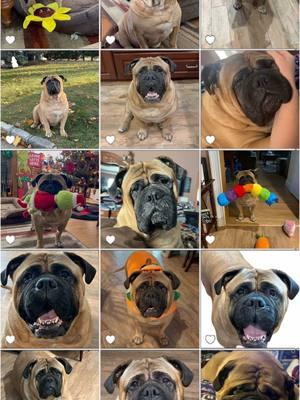 my whole camera role 🤩#capcut #fyp #roxy #bullmastiff #thatface #dogsoftiktok #trending 