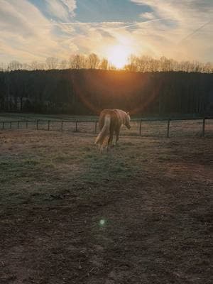 My golden boy 💛 #Frank #barbiedreamhorse #RIPerformanceHorses #FirewaterFlit #DashTaFame #IveyPerformancehorses  #stallion #barrelhorse #fyp #foryoupage #barrelracing #horses #rodeo #western #barrelracer #sunset 