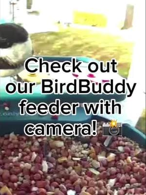 Surprise a nature lover with Bird Buddy! 🐦 The gift that keeps on chirping.  #HolidayWishlist #BirdBuddy #birdsoftiktok @Bird Buddy 🐦