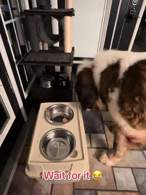 #brodiethesaint #dog #saintbernard #puppies #dogs #mukbang