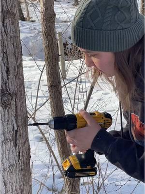 It’s maple syrup season! I’m hoping we can double the amount of syrup we got last year, which would be two gallons. This would mean we need to boil down 80 gallons of sap. We’re tapping 18 trees this year. Follow along and check out some of my previous videos to learn how to identify a sugar maple and some other helpful info! #foraging #mapelsyrup #homestead 