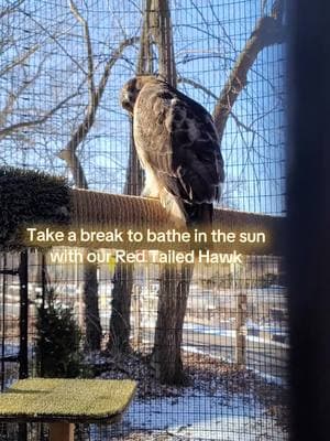 Red Tailed Hawks are quite impressive! You see them most commonly along the highways on telephone poles, searching for their next victim #zookeeper #birb #redtailedhawk #hawk #takeabreak #sunbathing 