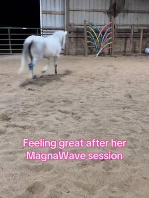 Nirvana feeling good after her MagnaWave session! If you’re in the STL or SW IL areas I am a certified practitioner and offer PEMF sessions for all species! #horse #pasofino #magnawave #magnawavepemf #pemf #happy #feelinggood #honeybeewellness