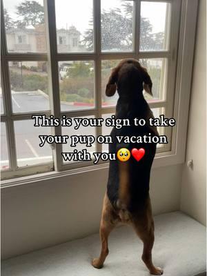 Dogs deserve a vacation too🙂‍↕️ #traveltiktok #travelingdog #beagle #beaglesoftiktok #beaglemom