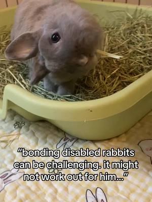 finding our sweet disabled bunny boy a big mean “he said no pickles” wife was the best thing we ever did for him<333 #rabbitsoftiktok #disabledrabbit #disabledbunny #headtiltbunny #ecuniculi #bondedrabbits 