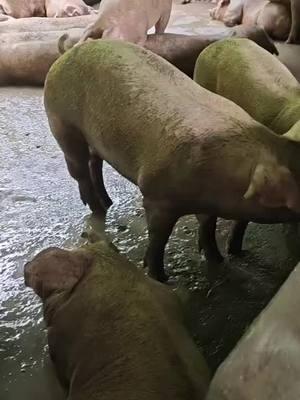 #piggy #relaxingvideos #piggypiggy #satisfyingvideo #pig #piggyspa #pigbath #funny #fypage #relax 