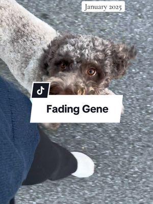 When your dog has the fading gene😂 #iamturningintoawhitewoman #doodles #lunathedoodle #poodlefadinggene #fadinggene #dogmom #lifeofadogmom #labradoodlepuppy #aussiedoodlepuppy #poodlepuppy #labradoodle #aussiedoodle #poodle #chocolatepoodle #poodlegenetics 