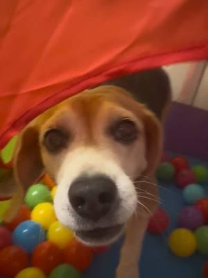 Sophie Sadie Saturday!! Ball pit ❤️ #dogactivity #fundog #happydog #playfuldog #beagle #goldenretriever #beaglesoftiktok #goldensoftiktok 