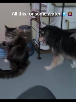 Please someone duet and voiceover #animals #animalsoftiktok #animalvoiceover #animalvoiceovers #meekodapomsky #mauidamainecoon #pomsky #pomskylove #pomskylife #pomskyoftiktok #mainecoon #mainecoonsoftiktok #mainecoonlife #fyp #fypage #fylpシ #funnymoments #funnytiktok #cats #catsoftiktok #catlover #dog #dogsoftiktok #dogsoftiktokviral #doglover #dogsoftiktokfyp 