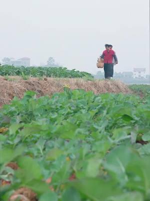 Have you ever tried stir fried chili peppers#RuralLife #StirFrying #Brotherhood 