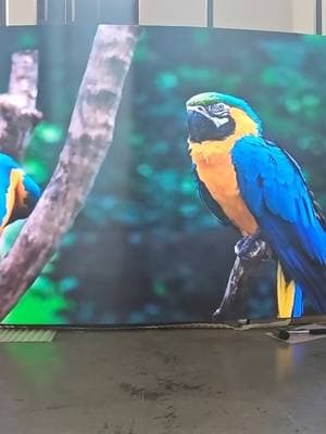 HD curve led screen #3d #3dwall #wall #ledscreen #led #screen #display #media #leddisplay #panel #ledpanel #bigscreen #ledmonitor #resolution #color #rgb #tech #pixels #video #HD #videowall  #electronics #curve 