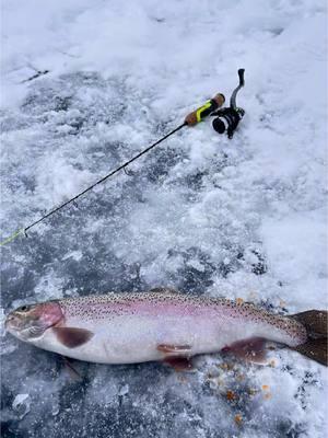 Sacando pargos con tarraya #pescaenelhielo #cazaypescacolorado #pargos #mar #pesca #pescados #colorado #denver #truchas #hispanos #latino #ice 