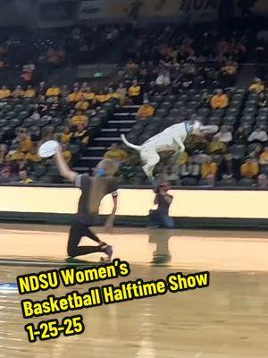 Footage from our first ever @North Dakota State University halftime show! This is from this weekends women’s basketball game! We did a double header, and will have some men’s footage out shortly! NDSU Bison fans are so awesome! #discdog #frisbeedog #cattledog #pitbull #deafdog #rescuedog #dogtricks #trickdog #halftimeshow #ndsu #bisonnation 