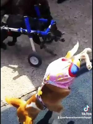 #fypage #canine #happytears #dogoftiktok🐶♥️ #wheelchair #foryoupage #wheelchair #momentslikethis #helping_hunter #minnesota #missfitpups #foreverhomeformisfitpups #happy #canine 