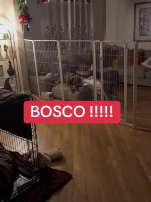 #bosco #fence #dog #dogsoftiktok #mydog #rescuedog #baddog #gooddog I’m done !!!! 