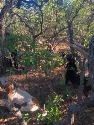 #3amkennels #upcloseoutdoorsllc #houndsman #treedandfreed #bluetick #redtick #treed #blackbear #nextgeneration #guidelife #guidenm #hunt #work #profession