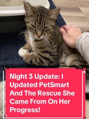 Night 3 updates: she had a long day today because I introduced her to one of my friends and she did really well with that! She also got to see Luna through the door because Luna likes to wait at the door now. There was some hissing, but it’s all right. I’m still really proud of both of them for being curious about each other! I also got to text the rescue she came from @Saveallthecats and they let me know that had I not came when I did, they would have given her a break from the cage, and the PetSmart worker told me the rescue was close to taking her back because no one was asking about her. I’m really glad she picked me. 🥹🩷#catdistributionsystem #catdistributionsystemoftiktok #update #catsoftiktok #adoptdontshop🐾 #emotionalsupportanimal #emotionalsupportcat #emotionalsupportcats #catmom #audhdcatmom 
