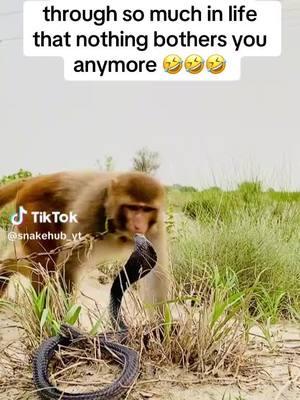 #kingcobra #monkey #funnyvideos #dontcare #poisonoussnake #venom 