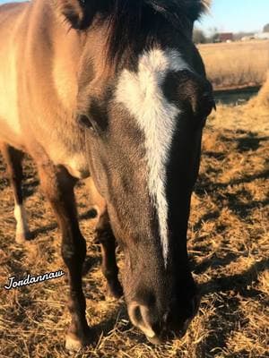 Love my rune #rune #Love #horse #horses #pets #grulla #grullo #qh #sweet #horsesoftiktok #myboy #fyp #tiktok #beauty