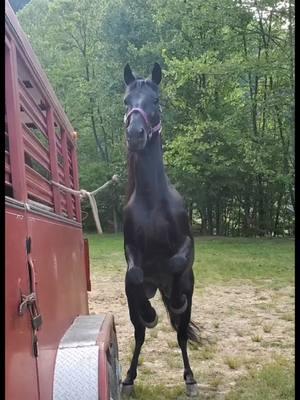 #blessed #barnlife #appalachia #standardbredsoftiktok 