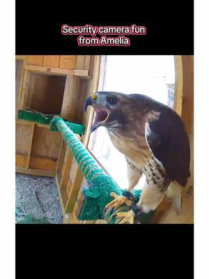 More security camera fun from Amelia. These are some flashbacks of some of our favorites from her! #amelia #redtailedhawk #hawk #scream #lovethisgirl #lovemyjob #dayinthelife 