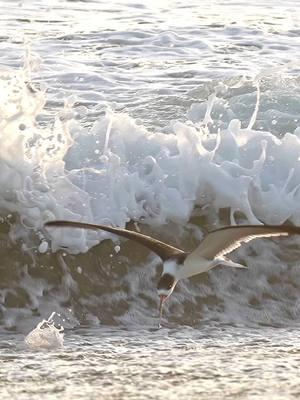 This video is such a good metaphor for the tough times of life. As the raging wall of white water closes in on the Black Skimmer, the bird simply disregards the incoming flood and continues to glide forward towards its intended destination and is ultimately rewarded for its efforts. What’s behind is behind you. A wise friend once told me, “There is a reason your rear view mirror is so small and your windshield is so large.” #birdsoftiktok #beach #fishing #blackskimmer #marksmithphotography #florida 