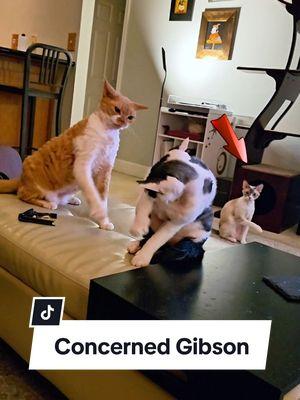 When Tangerine and Roadie throw paws, Gibson is like: 👀 mildly concerned ... Once it's over, he's back to chill mode #CatSupervisor #DevonRexLife #FunnyCats #CatBoss #CatFights #CapCut 