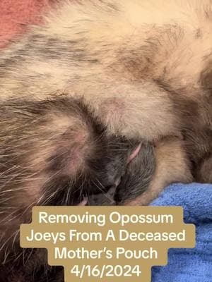 #LIWRR #wildlife #wildliferescue #wildliferescuer #wildliferehab #wildliferehabilitation #wildliferehabber #everylifematters #opossum #opossumrescue #opossumrescuer #opossumrehab #opossumrehabber #opossumpouch #opossumjoey #joeysinapouch #joeyremoval #longislandwildlife #longislandny #longisland 