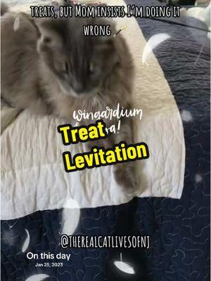 #wingardiumleviosa #funnycat #cathumor #cattreats #thereacatlivesofnj 