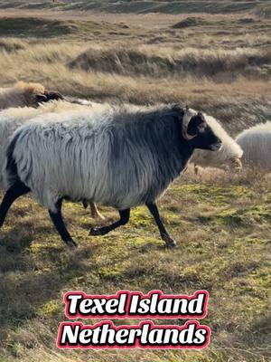 Texel Island, Netherlands #texel #worldtravel #exploremore #sheep #netherlands 